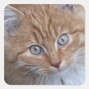 Sticker Carré Rouge et blanc, cheveux longs, visage de chat tabb