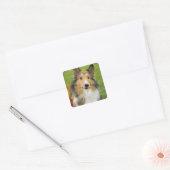 Sticker Carré Rough Collie, chien (Enveloppe)