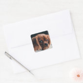 Sticker Carré Ruby Cavalier King Charles Spaniel (Enveloppe)