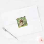 Sticker Carré Ruby Cavalier King Charles Spaniel dans l'herbe (Enveloppe)