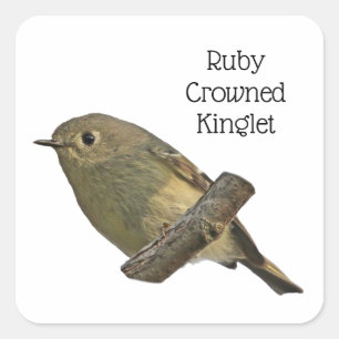 Sticker Carré Ruby-Crowned Kinglet