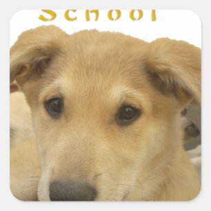 Sticker Carré Sagesse d'or : Une vision oeil de chien de l'école