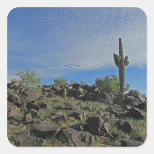 Sticker Carré Saguaro Cactus on Hill Photo Desert Southwest