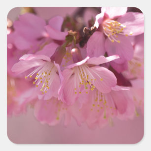 Sticker Carré Sakura Cherry Blossoms Delicate Pink Bouquet