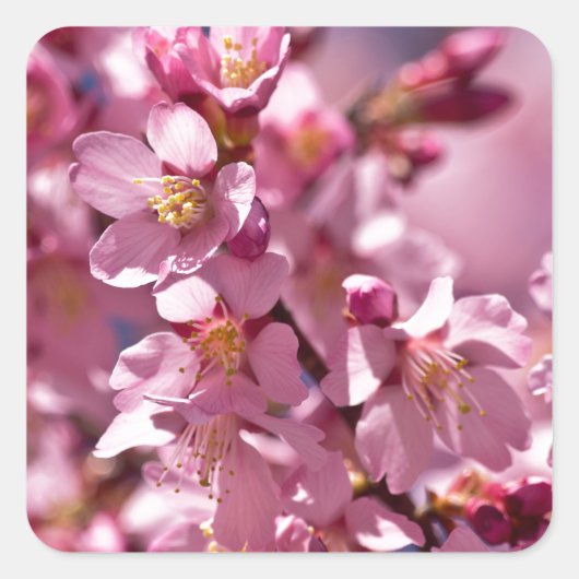 Sticker Carré Sakura Cherry Blossoms embrassés par Sunlight (Devant)