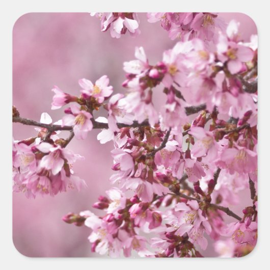 Sticker Carré Sakura Cherry Blossoms Pastel Pink Layers (Devant)