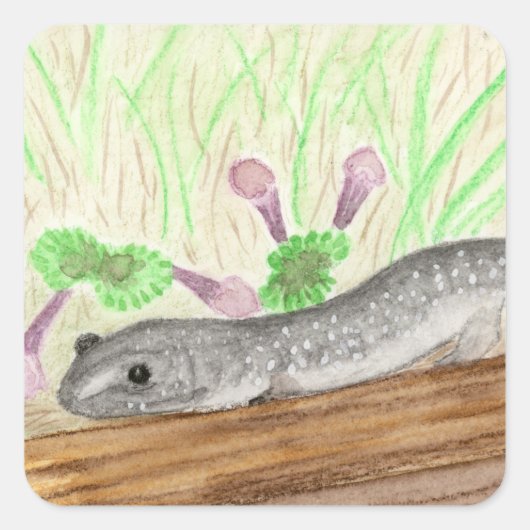 Sticker Carré Salamander (Devant)