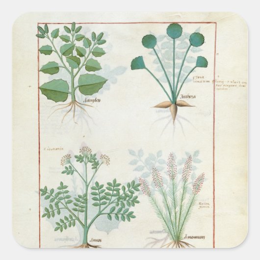 Sticker Carré Salt Bush et Anthora Absinthium et Cardamom (Devant)