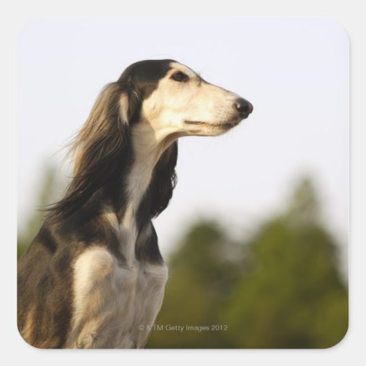 Sticker Carré Saluki 2 (Devant)