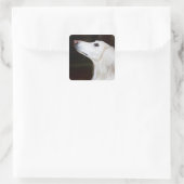 Sticker Carré Saluki recherchant (Sac)