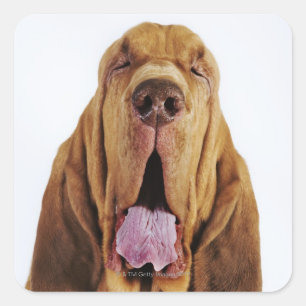 Sticker Carré Sanglage (St. Hubert Hound) avec yeux fermés,