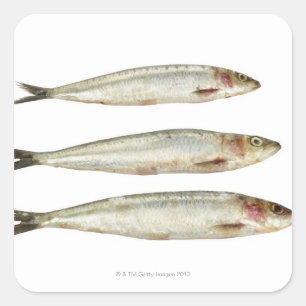 Sticker Carré Sardines (Pilards) 2