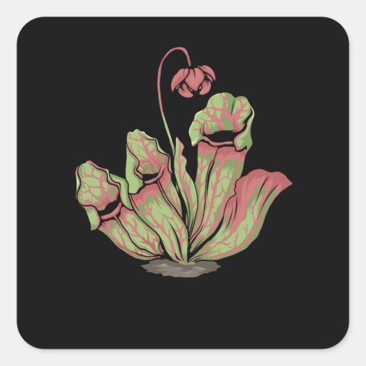 Sticker Carré Sarracenia Plante Carnivore (Devant)