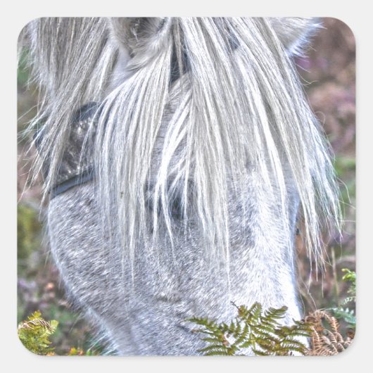 Sticker Carré Saule blanc Nouvelle Forêt Pony Pacé sur le Bracke (Devant)
