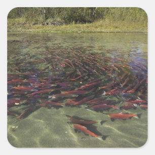 Sticker Carré Saumon rouge Sockeye meunier dans un tourbillon ca