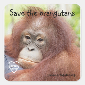 Sticker Carré Sauvez les Orangutans