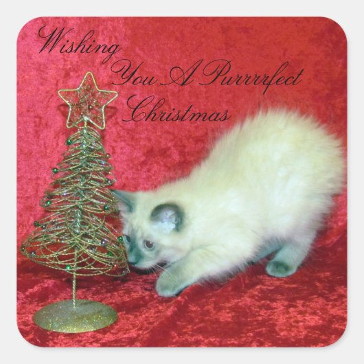 Sticker Carré Savannah's Playful Christmas - Kitten / Chat (Devant)