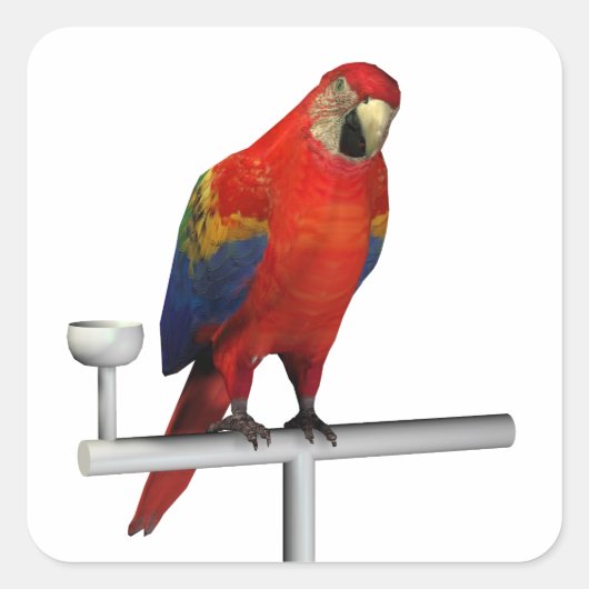 Sticker Carré Scarlet Macaw (Devant)