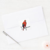 Sticker Carré Scarlet Macaw (Enveloppe)