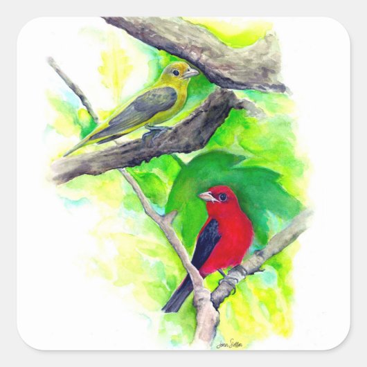 Sticker Carré Scarlet Tanagers Oiseaux Peinture (Devant)