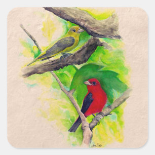 Sticker Carré Scarlet Tanagers Peinture Carré