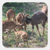 Sticker Carré Scène d'antilopes africains (Devant)