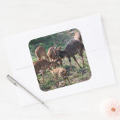 Sticker Carré Scène d'antilopes africains (Enveloppe)