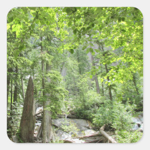 Sticker Carré Scène de Forêt Verte Magique.