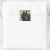 Sticker Carré Schipperke.png (Sac)