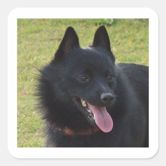 Sticker Carré Schipperke.png (Devant)