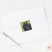 Sticker Carré Schipperke.png (Enveloppe)