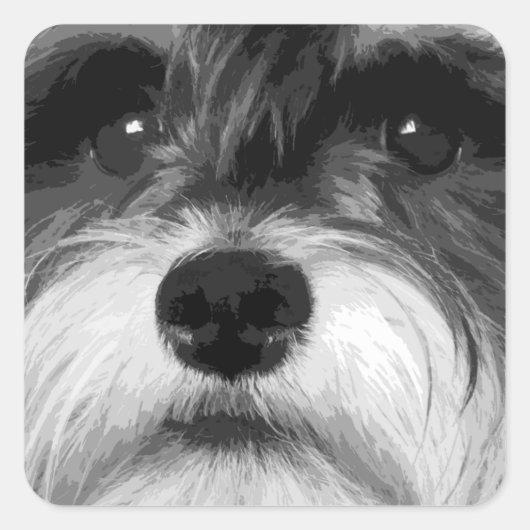 Sticker Carré Schnauzer miniature noir et blanc (Devant)