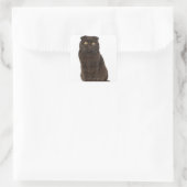 Sticker Carré Scottish Fold (18 mois) assis (Sac)