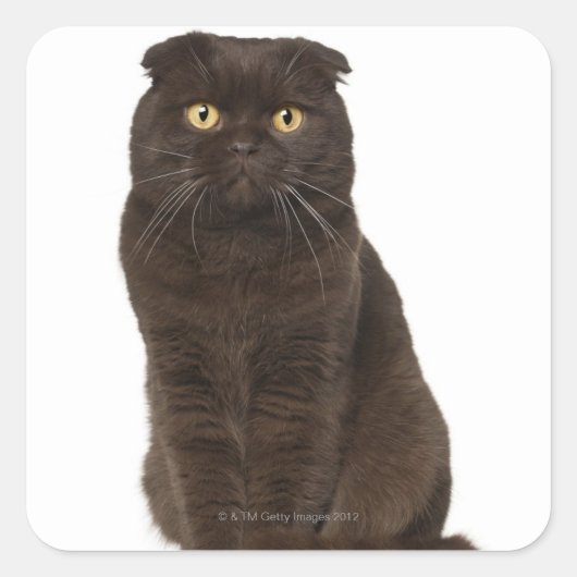 Sticker Carré Scottish Fold (18 mois) assis (Devant)