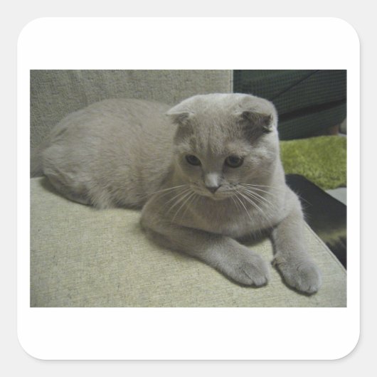 Sticker Carré Scottish_fold pose 2.png (Devant)