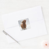 Sticker Carré Scottish Highland Cow Licking Snowflakes (Enveloppe)