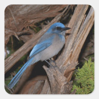 Scrub Jay