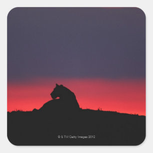 Sticker Carré Séance de lionne (Panthera Lion), au coucher du