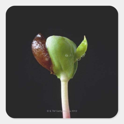 Sticker Carré Semis de pomme avec coquille de graines (Devant)