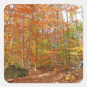 Sticker Carré Sentier Automnal Tacheté de Soleil à Laurel Hill P