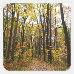 Sticker Carré Sentier d'automne et feuilles dorées à Laurel Hill