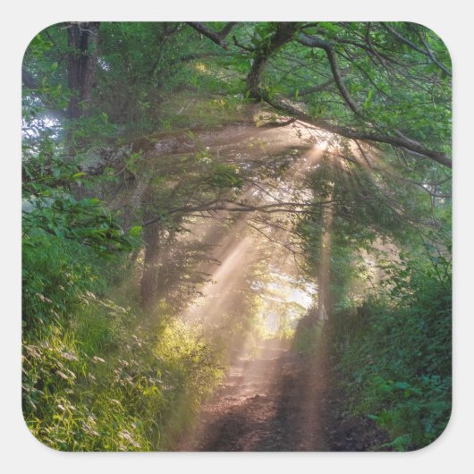 Sticker Carré sentier forestier (Devant)