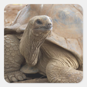 Sticker Carré Seychelles Aldabran terre tortue