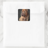 Sticker Carré Shar Pei Chien intelligent avec conception de livr (Sac)