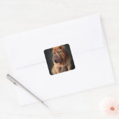 Sticker Carré Shar Pei Chien intelligent avec conception de livr (Enveloppe)
