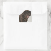Sticker Carré Shar Pei chiot yawning, studio photo (Sac)