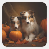 Sticker Carré Shetland Sheepdog Chiot Chiot Automne Citrouille d (Devant)