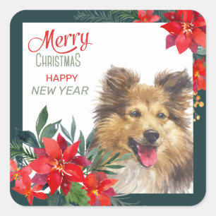 Sticker Carré Shetland Sheepdog Poinsettia Bouquet Noël