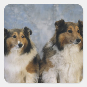 Sticker Carré Shetland Sheepdogs
