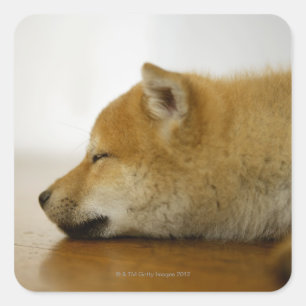 Sticker Carré Shiba-ken 3 dormant